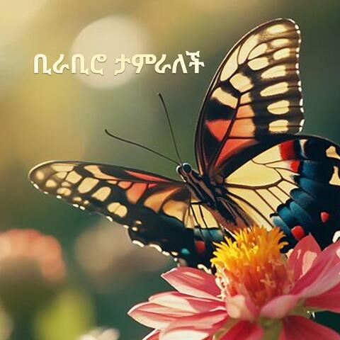 ቢራቢሮ ታምራለች