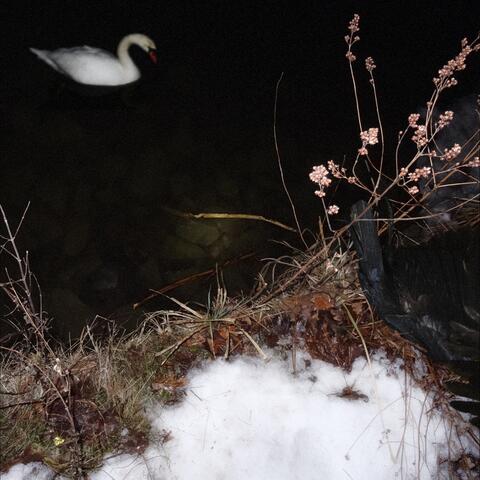 the raven and the swan