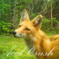 maple fox