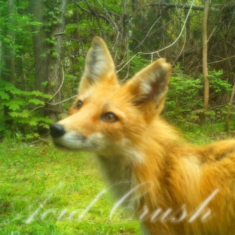 maple fox