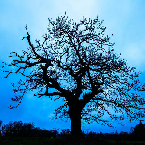 Echoes from a Forgotten Violin