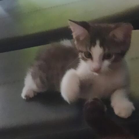 Ella