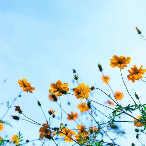 blue spring