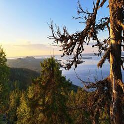 Lohikäärme viimeinen