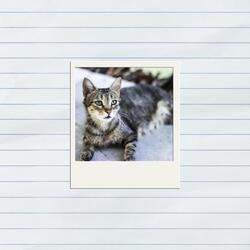 burning the polaroids