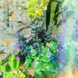 myosotis (no me olvides)