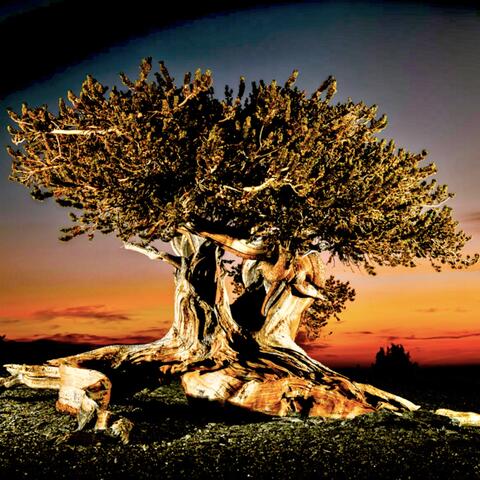 Sceptre Of Righteousness