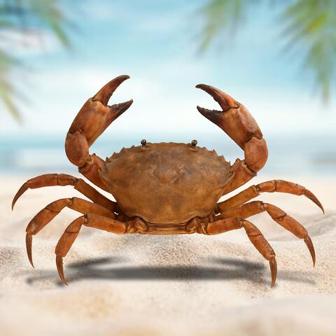 PISADINHA DA DANÇA DO SIRI