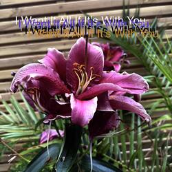 I Want It All If It's With You