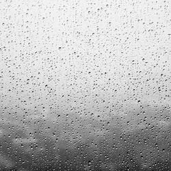 Forest Rain