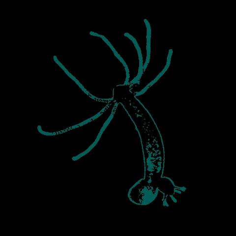 Hydra