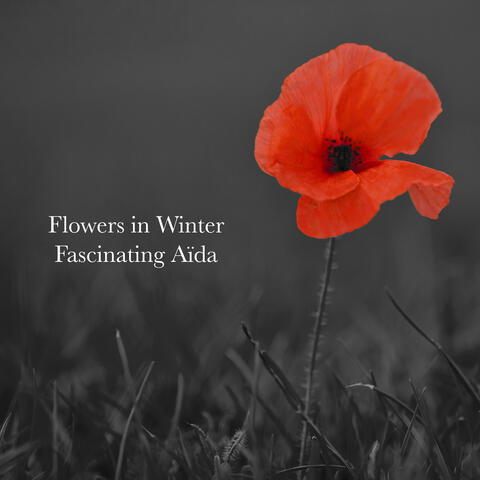Flowers in Winter