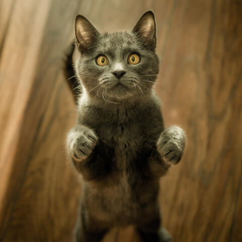 Sounds Cats Love