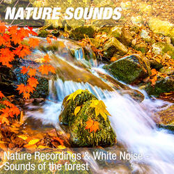 Nature Sounds for Sleep, Reiki & Ayurveda Massage (Calm forest, water noise) 02