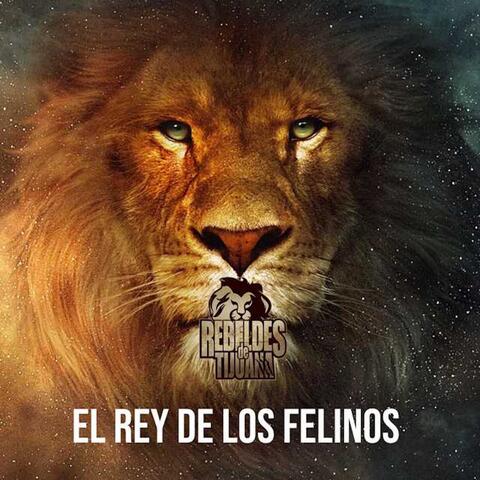 El Rey De los Felinos