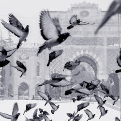 Sleep Birds Sleep