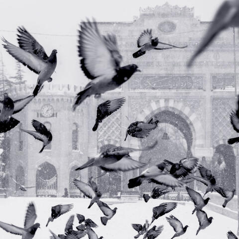 Bird Sounds For Relaxing Sleep
