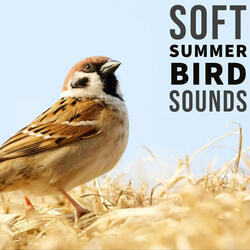 Zen Birdsong