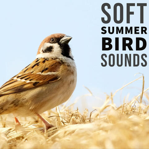 Soft Summer Bird Sounds: Nature Recordings