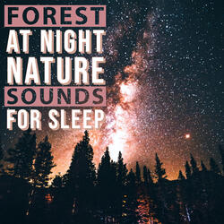 Zen Forest Wildlife - Night Ambience