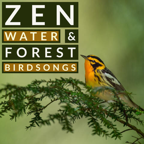 Zen Water and Forest Birdsongs - Nature Sounds For Relaxation