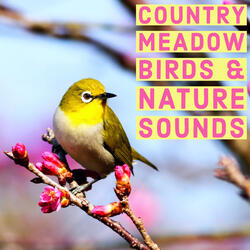 Relaxing Bird Sounds