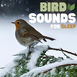 Soft Bird Sounds - Nature Recordings for Sleep, Study, & Relaxation