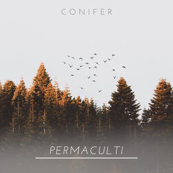 Conifer