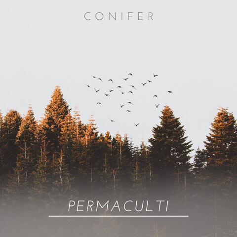 Conifer