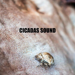 Cicada Chirp - Loopable, No Fade