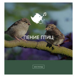 утренние птицы