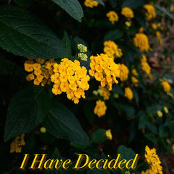 I Have Decided