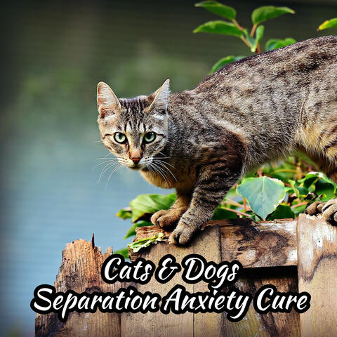 Cats & Dogs Separation Anxiety Cure