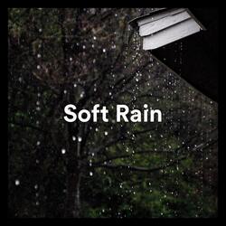 Gentle Rain in The Forest