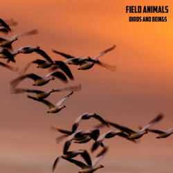 Chirping and Buzzing Field