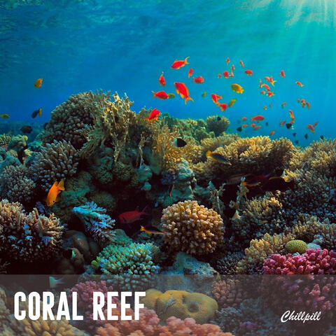 Coral Reef