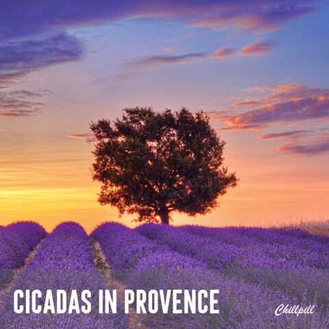 Cicadas in Provence