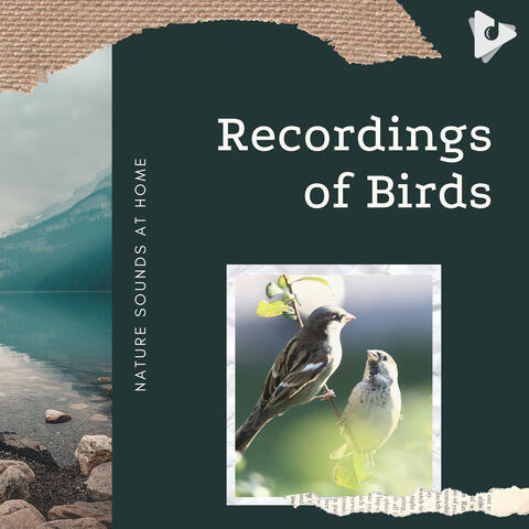 Recordings of Birds
