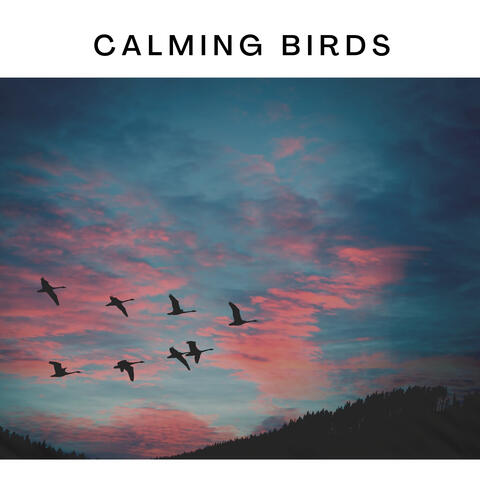 Calming Birds