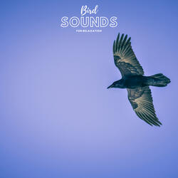 Bird Songs