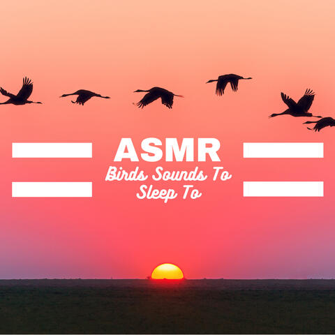 ASMR Birds Sounds To Sleep To