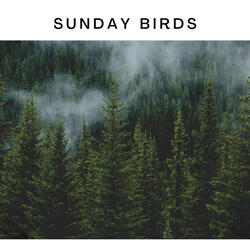 Gentle Falling Rain and Birds Chirping