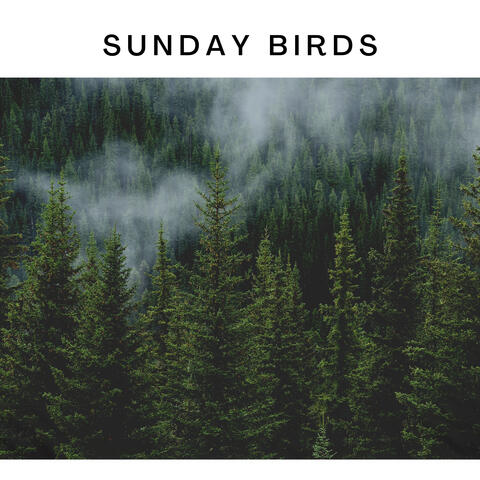 Sunday Birds