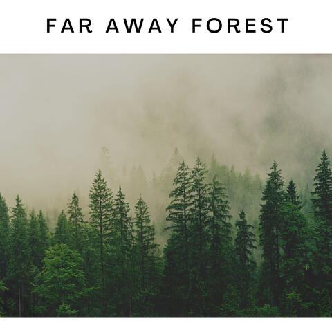 Rain Forest and Tropical Beach Sound