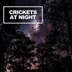 Crickets At Night