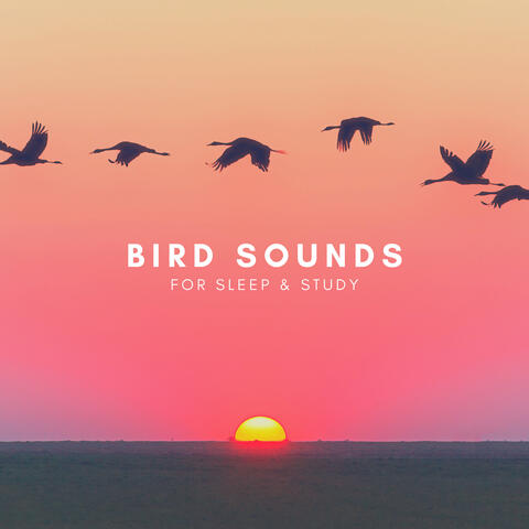 Bird Sounds For Sleep & Study