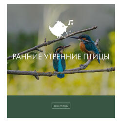 ночные птицы