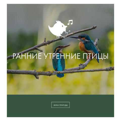 ранние утренние птицы