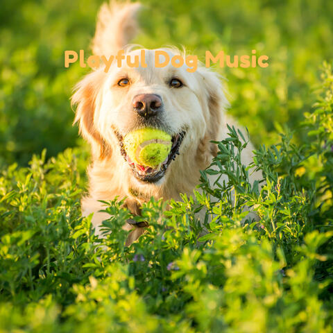 Playful Dog Music