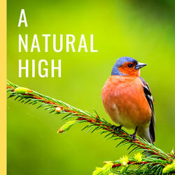 Nature Bird Sounds For Stress Relief